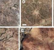 کشف سنگ‌نگاره‌های باستانی از انسان‌های ماقبل تاریخ در کنار ردپای دایناسورها در برزیل