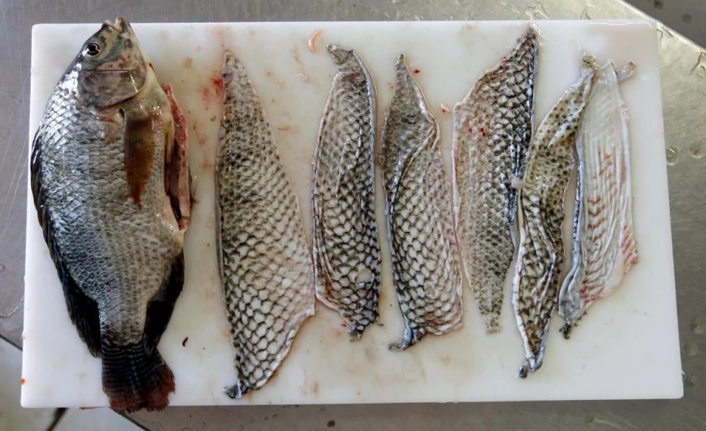 معجزه پوست ماهی تیلاپیا برای درمان زخم سوختگی